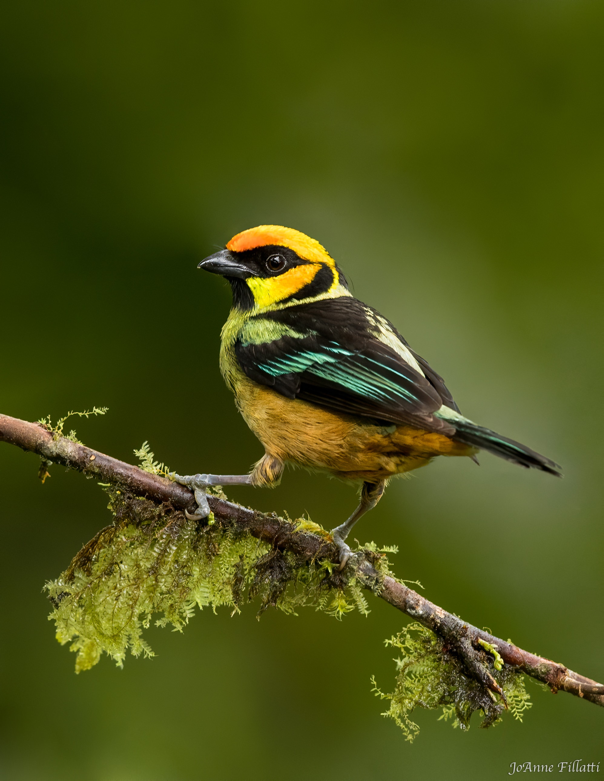 bird of ecuador image 28